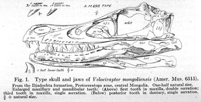 Image:Velociraptor mongoliensis type skull and jaws.jpg