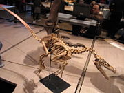 Mounted skeleton of Velociraptor mongoliensis, Museum voor Natuurwetenschappen, Brussels.
