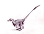 Velociraptor mongoliensis.