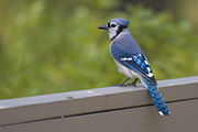 Blue Jay surveying its surroundings, Minnesota.