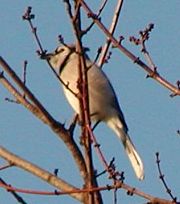 Aberrant individual lacking blue color. Not truly leucistic, because the blue is not due to pigments.