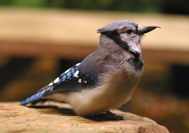 Image:Blue jay national aviary.jpg