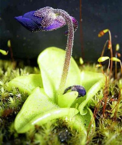 Image:504px-Pinguiculagrandiflora1web.jpg