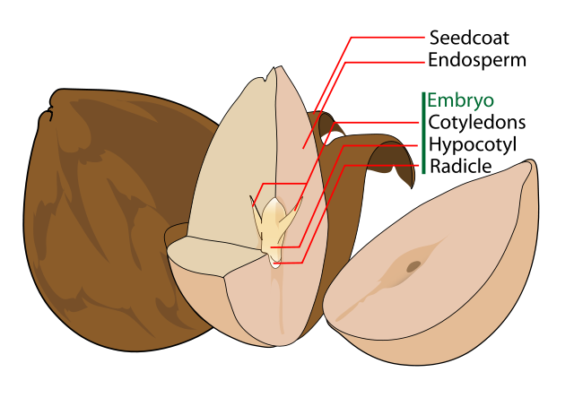 Image:Avocado seed diagram-en.svg