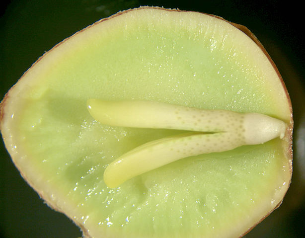 Image:Ginkgo embryo and gametophyte.jpg