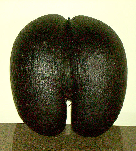 Image:Female coco de mer seed.jpg