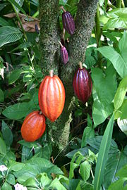 Cocoa pods in various stages of ripening