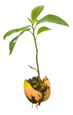 Persea americana, young avocado plant (seedling), complete with seed and roots
