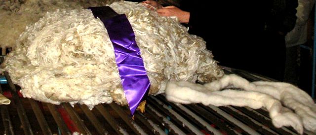 Image:Wool fleece and top.jpg