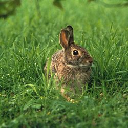 Eastern Cottontail (Sylvilagus floridanus)