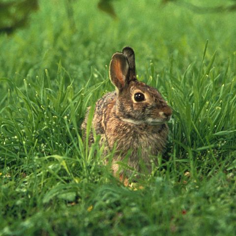 Image:Sylvilagus floridanus.jpg