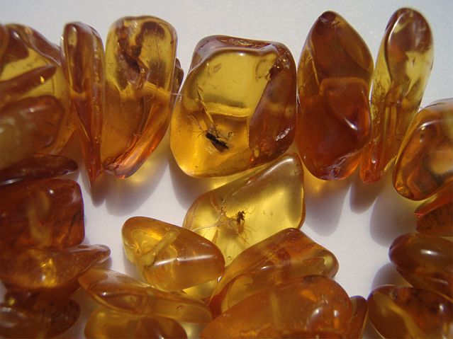 Image:Insects in baltic amber.jpg