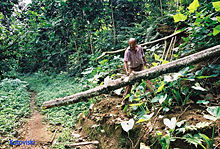 The São Tomé and Príncipe rainforest