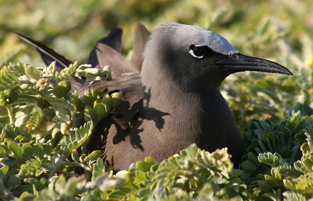 Image:Anous stolidus nesting cropped.JPG