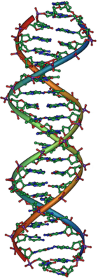 DNA, the molecular basis for inheritance. Each strand of DNA is a chain of nucleotides, matching each other in the center to form what look like rungs on a twisted ladder.