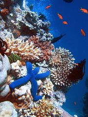 Starfish on coral - typically, tourists photograph the natural beauty of the reef.