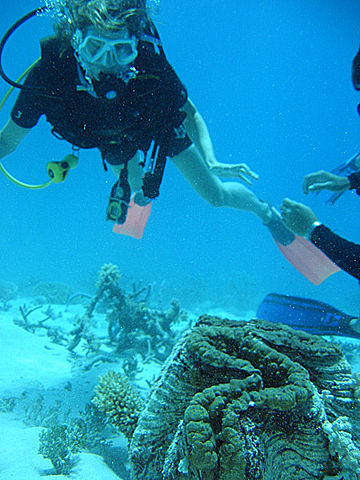 Image:Giant clam with diver.jpg