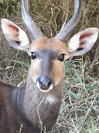 Close up of bull bushbuck from the Kruger National Park, South Africa.
