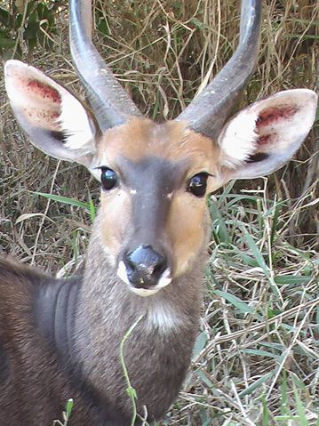 Image:Bushbuck1.jpg