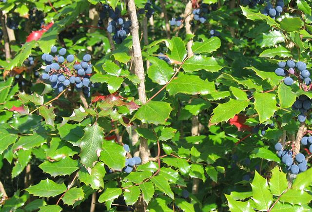 Image:Mahonia aquifolium.jpg