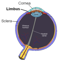 Libus is the border between cornea and sclera