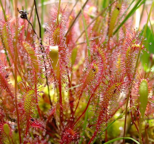 Image:Drosera anglica ne1.JPG