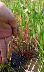 A large D. anglica plant with hand for scale