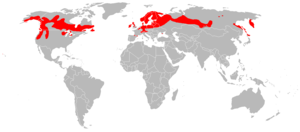 World distribution of D. anglica