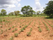 Tolotama reforestation, Burkina Faso.