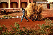A porter hauling hay