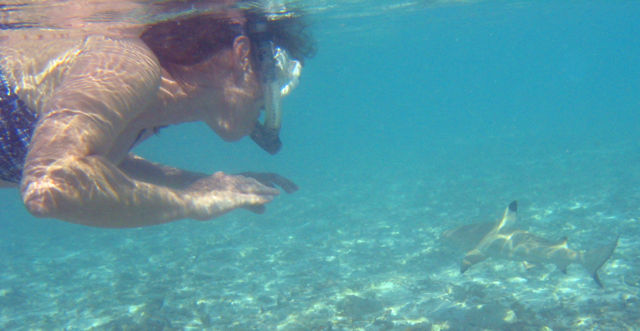 Image:Snorkeler with blacktip reef shark.jpg