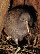 The endemic flightless kiwi is a national icon