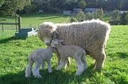 A Romney ewe with her two lambs.