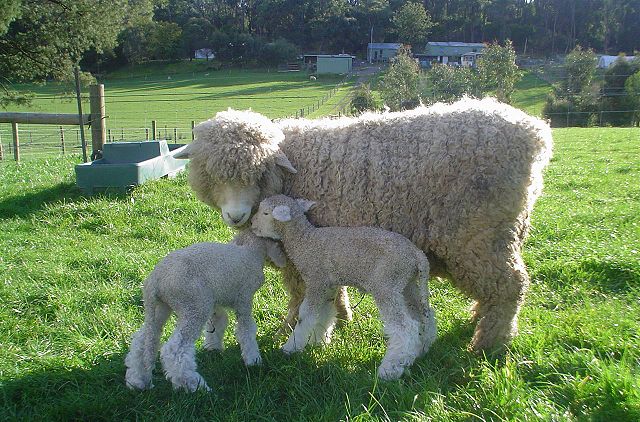 Image:Romney Ewe and Lamb.jpg