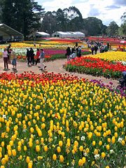 The Floriade flower festival attracts many tourists each spring