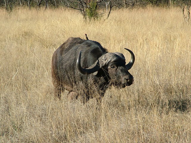 Image:African Buffalo.JPG