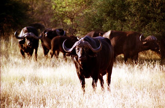 Image:African Buffalo.jpg