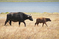 Cape Buffalo and her calf.