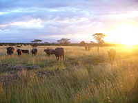A herd in Kenya at Sunset