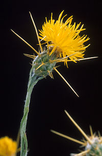 Yellow starthistle, a thistle native to southern Europe and the Middle East that is an invasive weed in parts of North America.