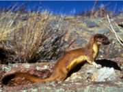 Long-tailed Weasel