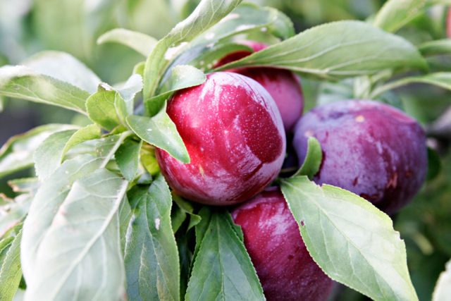 Image:Plum on tree02.jpg