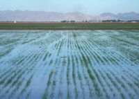 Basin flood irrigation of wheat