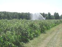 Sprinkler irrigation of blueberries in Plainville, New York