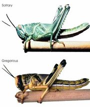 Solitary (top) and gregarious (bottom) desert locust nymphs