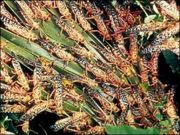 Locusts feeding