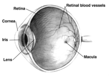 Human eye cross-sectional view, showing position of human lens.  Courtesy NIH National Eye Institute
