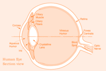 Human eye cross-sectional view, showing position of human lens. Courtesy NIH National Eye Institute