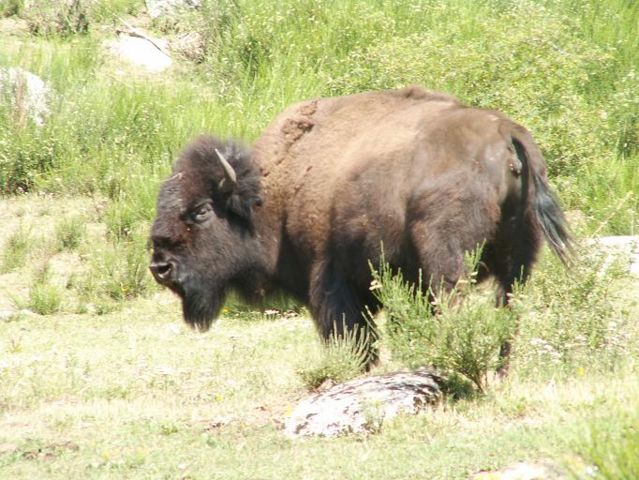 Image:Bison bison 008.jpg
