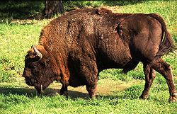 Wisent (Bison bonasus)